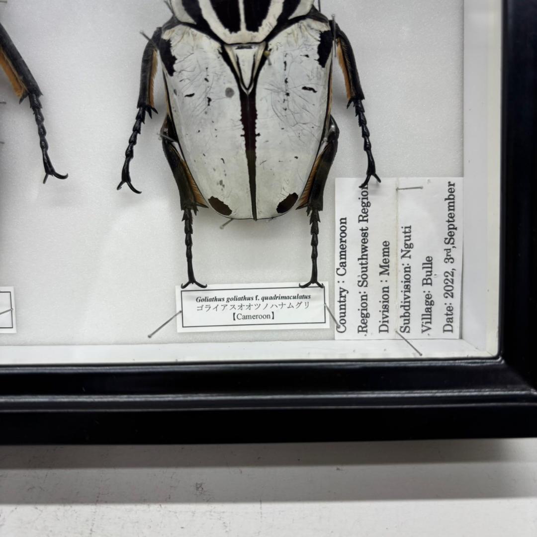 M◇ゴライアスオオツノハナムグリ 2頭 昆虫標本 - メルカリ