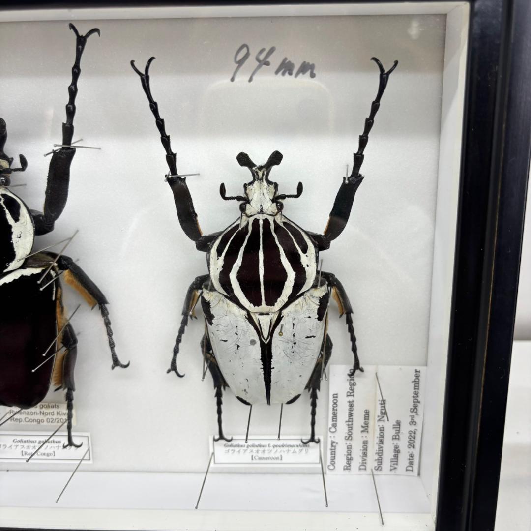 M◇ゴライアスオオツノハナムグリ 2頭 昆虫標本 - メルカリ