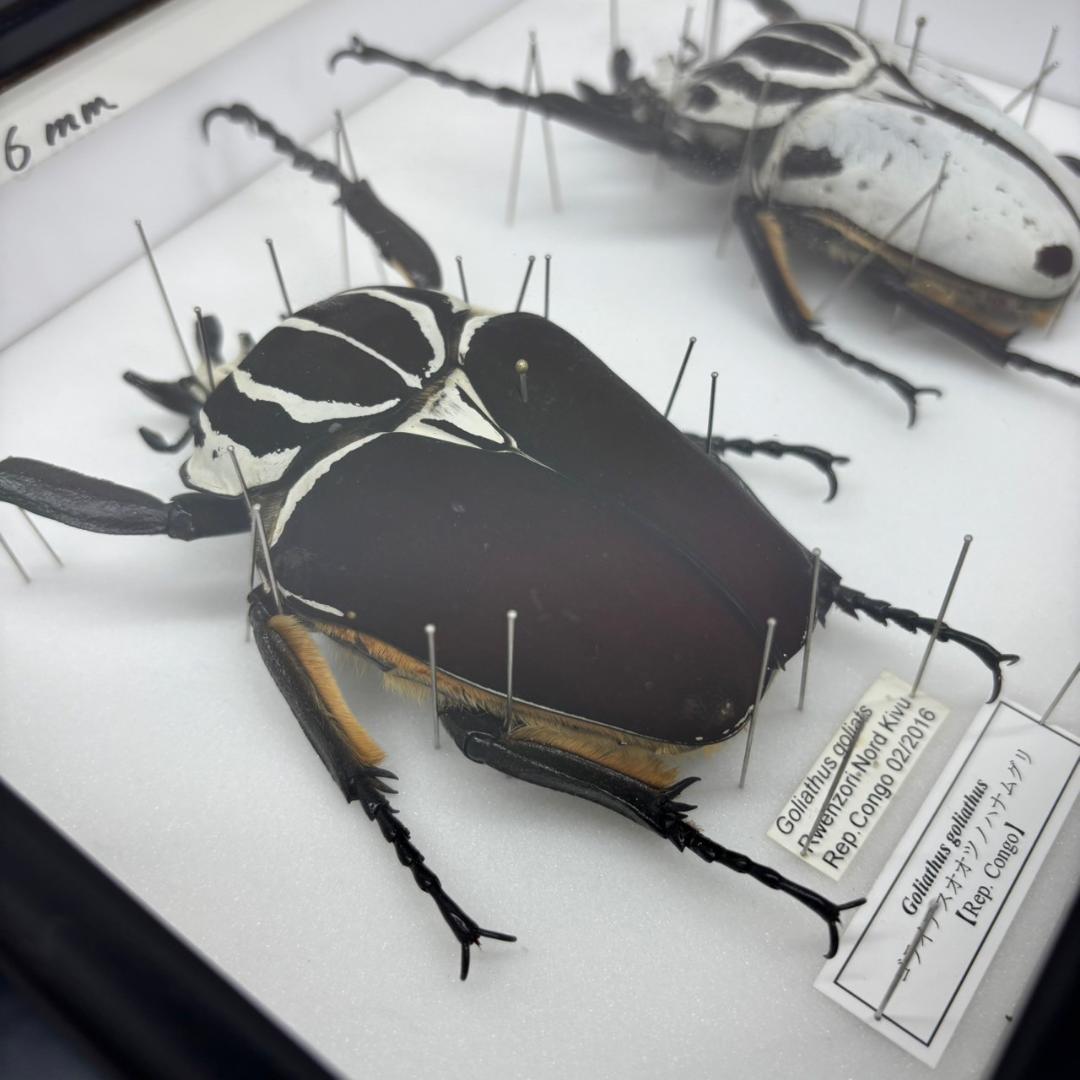 M◇ゴライアスオオツノハナムグリ 2頭 昆虫標本 - メルカリ
