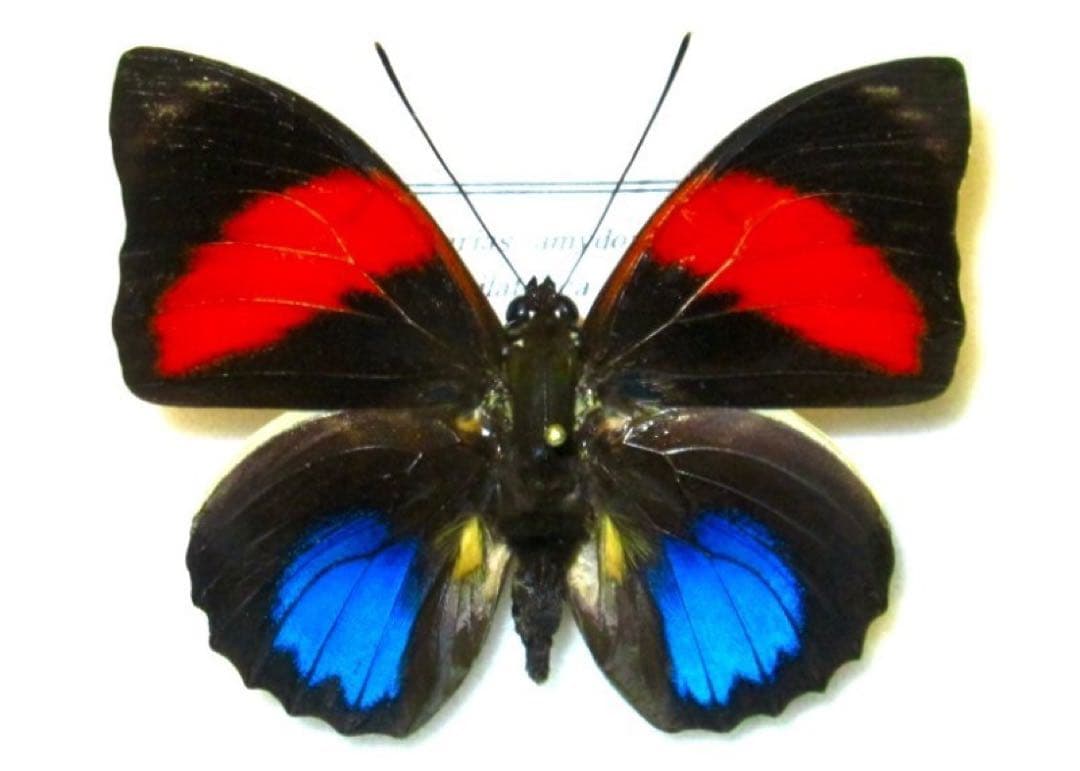 アグリアス・アミドン・フィラテリカ・黄色型 蝶標本 昆虫標本