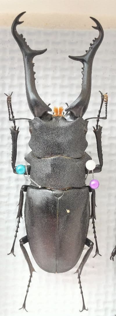 超大型】 ギラファノコギリクワガタ オス113ミリ 標本