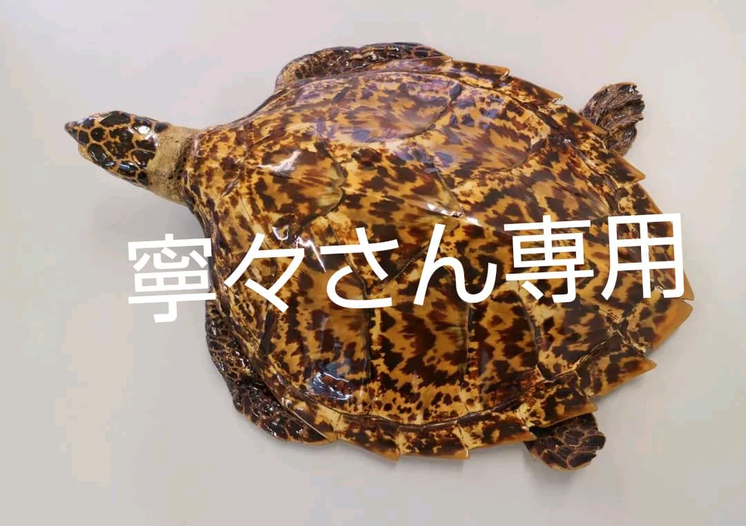 ベッコウ亀タイマイ