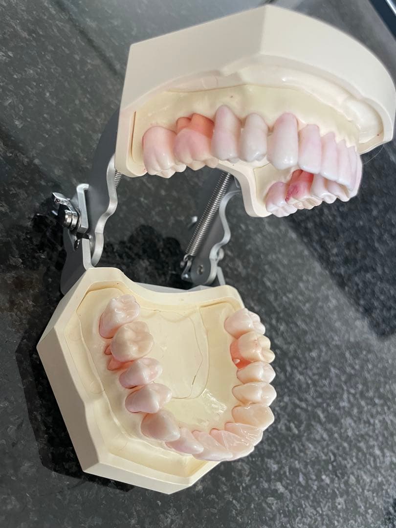 NISSIN 顎模型 ニッシン