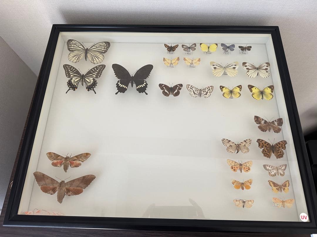 にこベー☆様専用】標本箱ドイツ箱 黒色 UV加工6箱 蝶