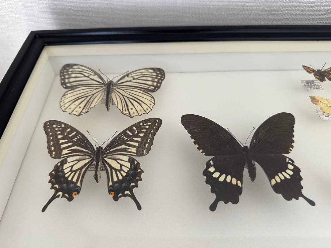 にこベー☆様専用】標本箱ドイツ箱 黒色 UV加工6箱 蝶