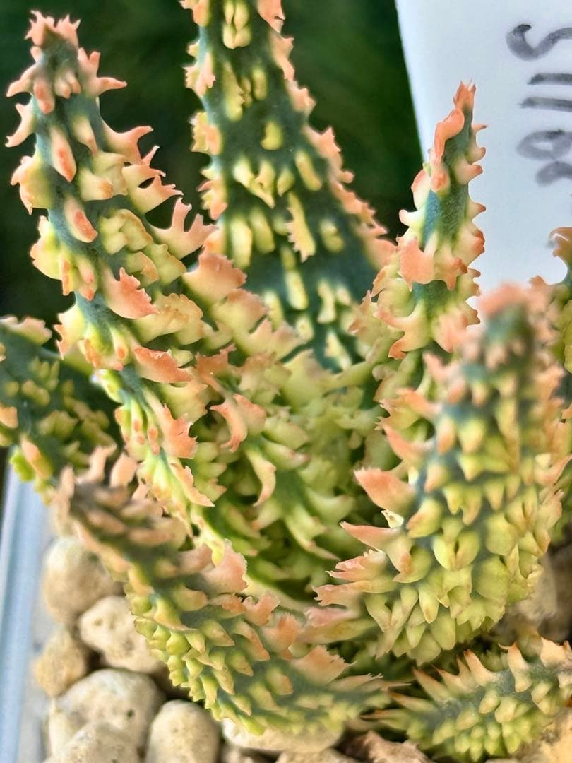 mace様 リクエスト 3点 まとめ商品