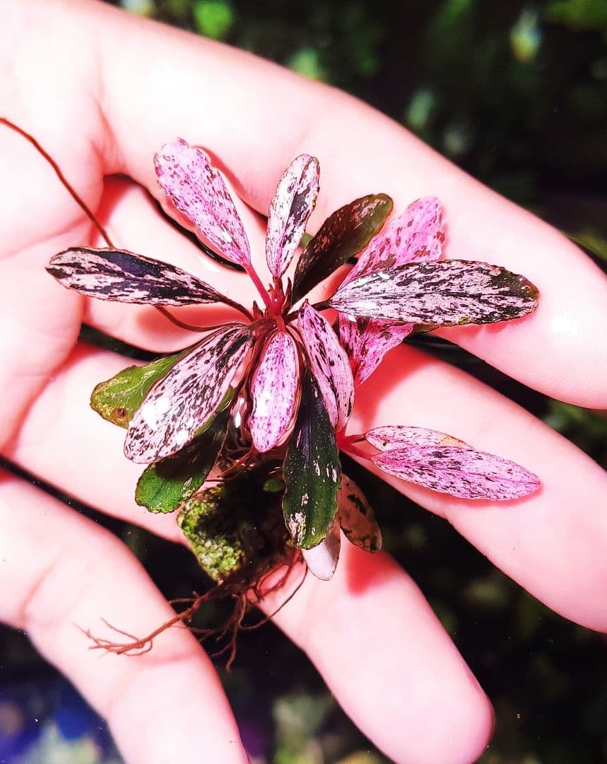 ブセファランドラsp.ピンクバリエガータ(斑入り)bucephalandr