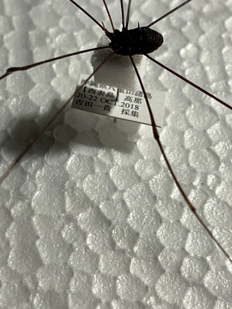 珍標本】ヤエヤマスベザトウムシ 昆虫標本 スパイダーマンティス