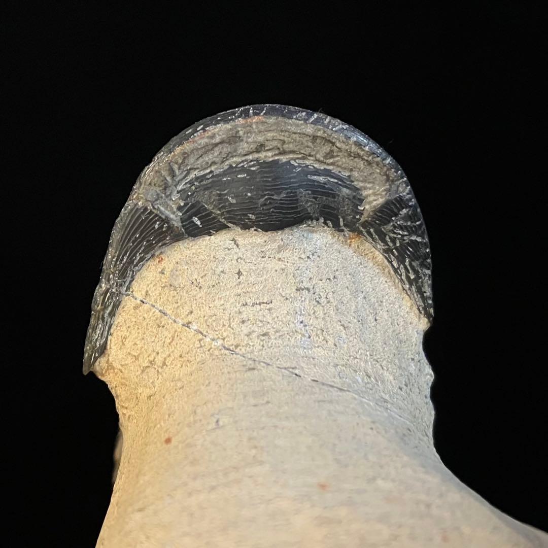 Paralejurus 三葉虫 化石 モロッコ 産 - メルカリ