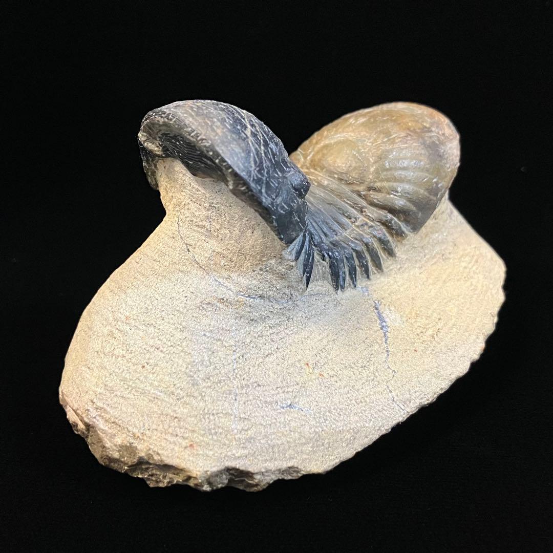 Paralejurus 三葉虫 化石 モロッコ 産 - メルカリ