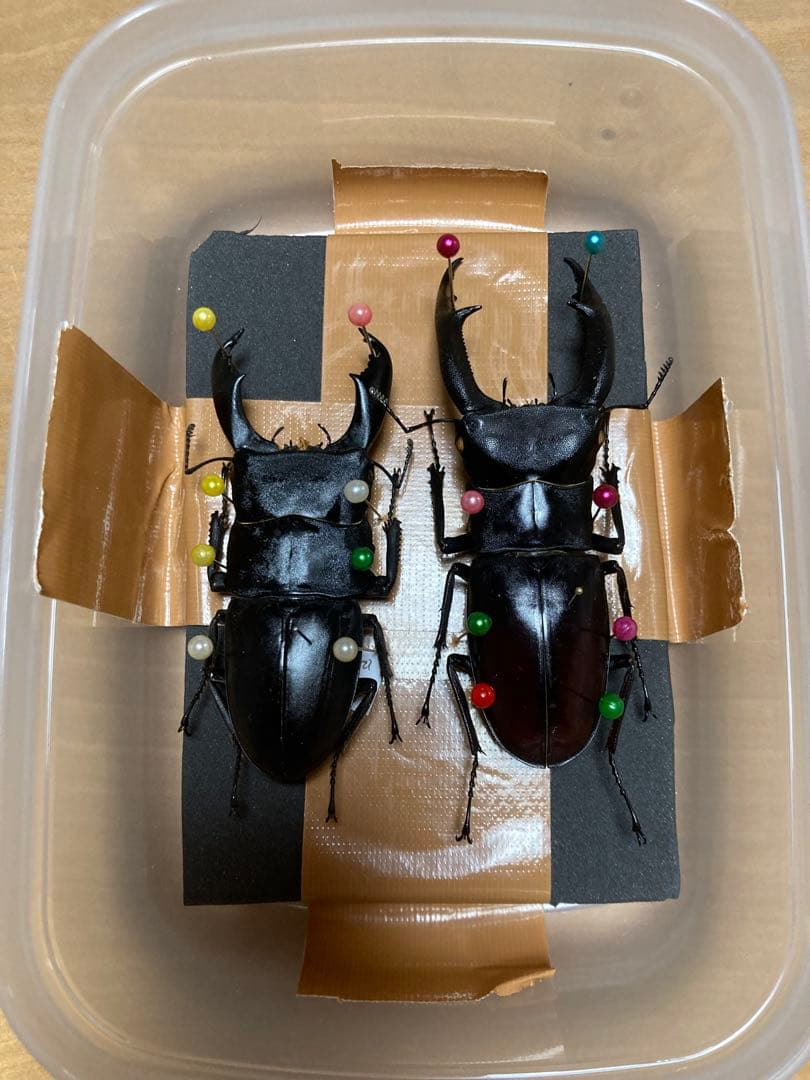 野外品 良型+大型マレーコーカサス115mm 昆虫標本