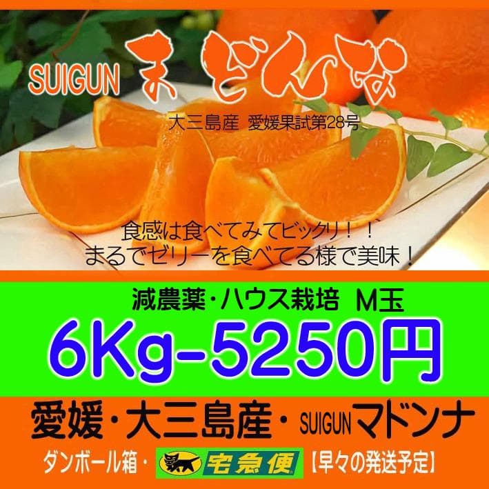 【ももこ】6種類詰合せ×6本+SUIGUNマドンナM6.5Kg