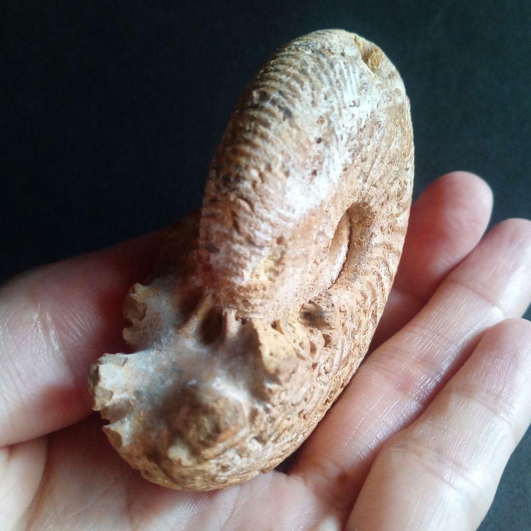 化石 骨格 標本 ジュラ紀 密巻きアンモナイト 希少種