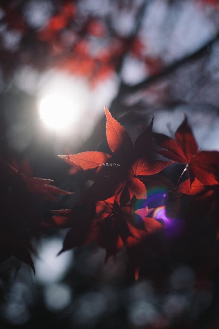 棚卸SALE！黒刻印！標準の帝王 Planar 50mm F1.4 AEJ - メルカリ