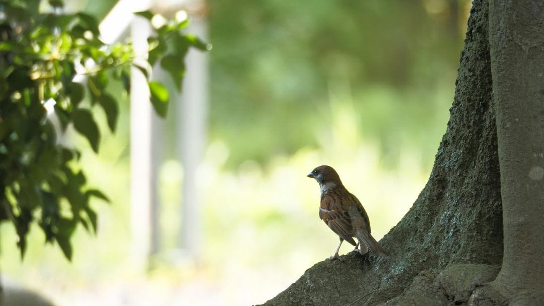 OLYMPUS ED 75-300mm f/4.8-6.7 II ケース類付き