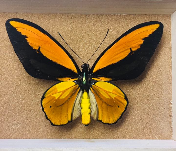 超美麗 アカメガネトリバネアゲハ 蝶標本