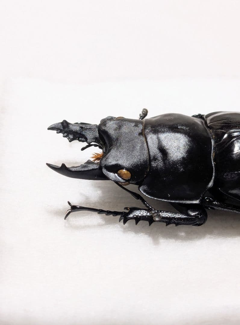 徳 アマミマルバネ｜徳 アマミマルバネ