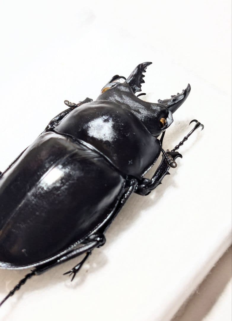 徳 アマミマルバネ｜徳 アマミマルバネ