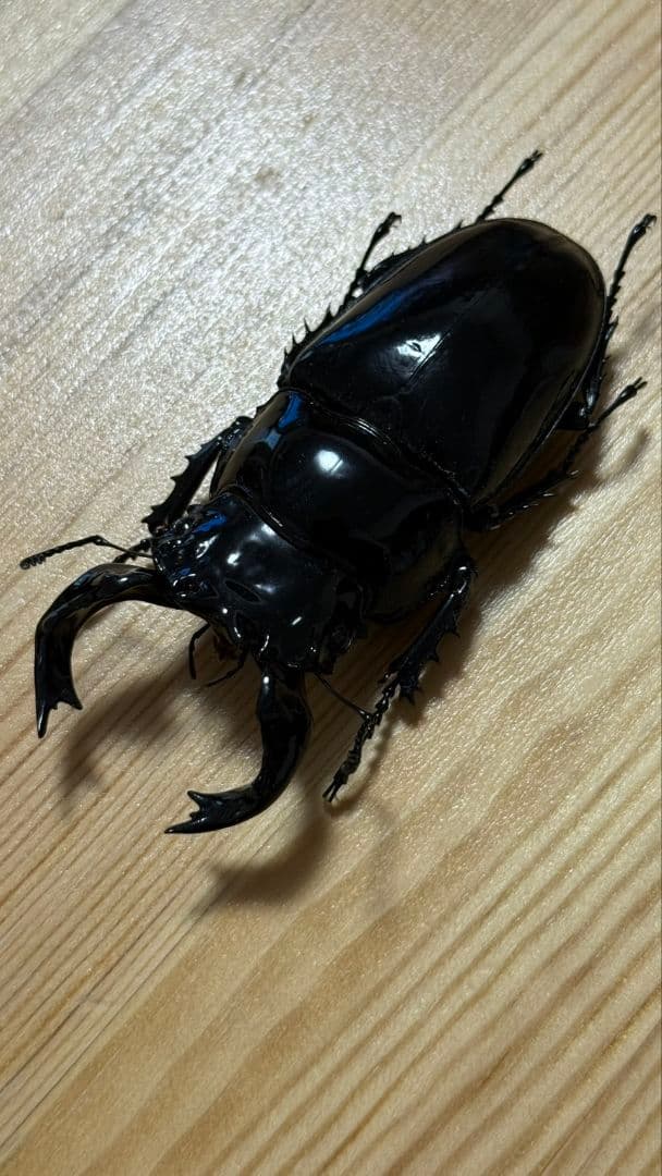 最終値下げ タランドゥスオオツヤクワガタ 89mmUPトリオ