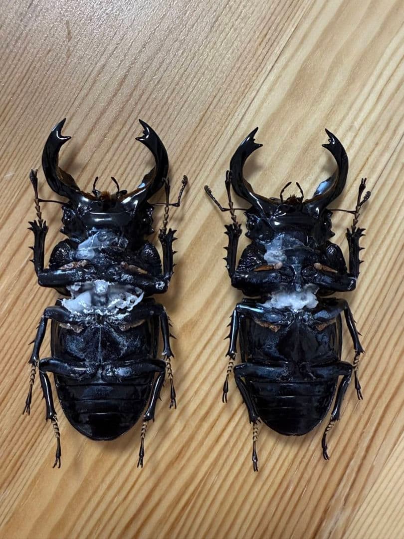 最終値下げ タランドゥスオオツヤクワガタ 89mmUPトリオ