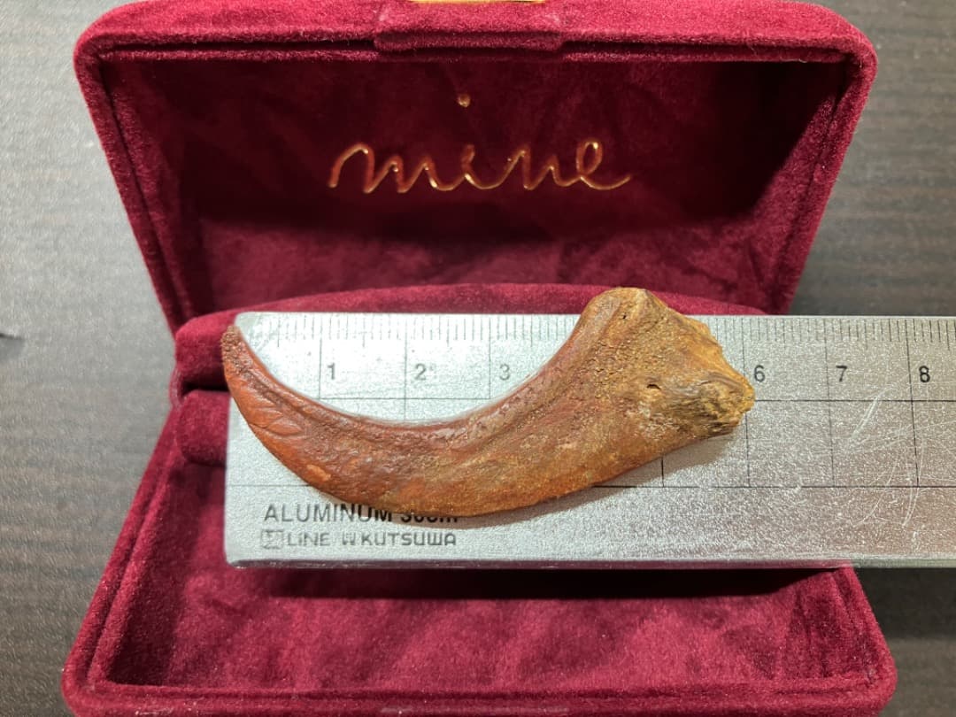 ラプトル 爪 化石