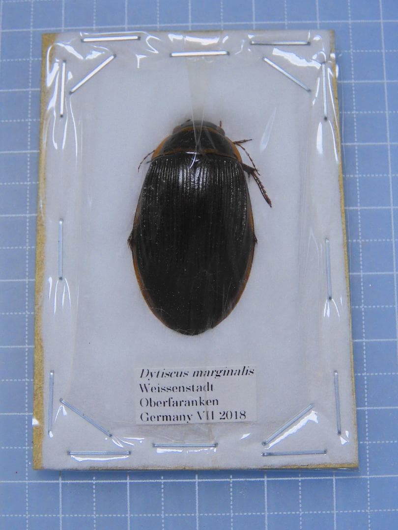 Germany Dyisus margimalis 31mm