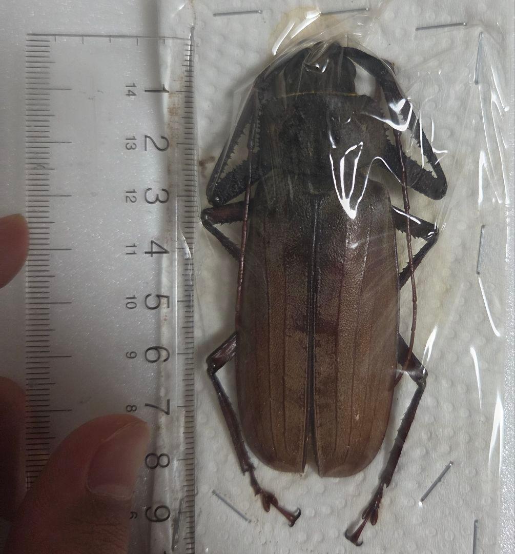 昆虫標本 カタキカタビロハナカミキリ（ペア）