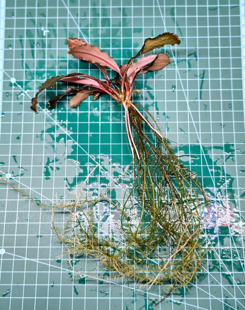 ブセファランドラ ディープパープル AZ便 初便 Bucephalandra AZ便