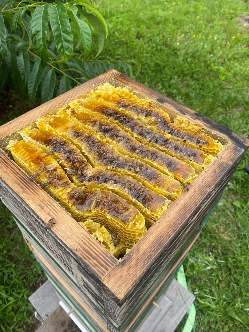 日本ミツバチ重箱式巣箱 捕獲飼育用