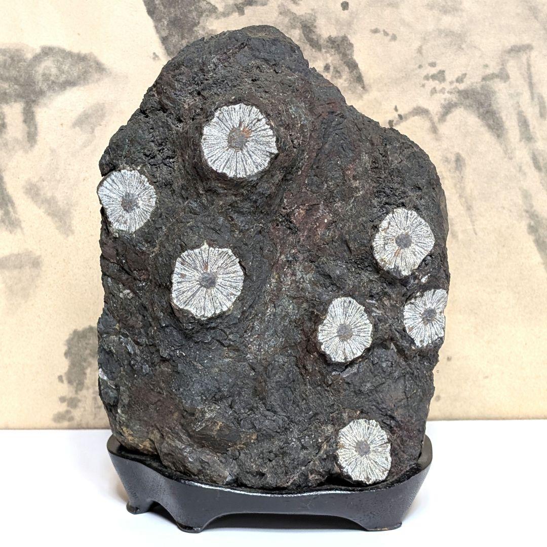 菊花石 鑑賞石 オブジェ 置物