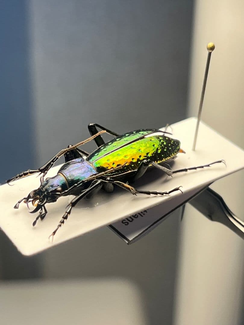 29mm】Chrysotribax rutilans カブリモドキオサムシ標本 - メルカリ