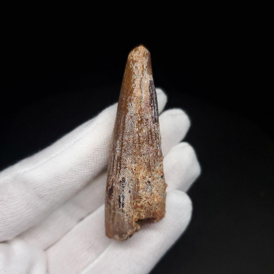 スピノサウルス 本物 モロッコ産 57.77mm プレゼント ギフト sp478