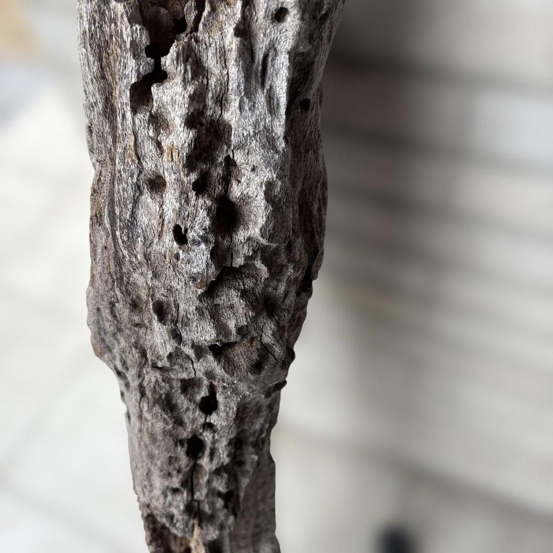 流木インテリア 爬虫類