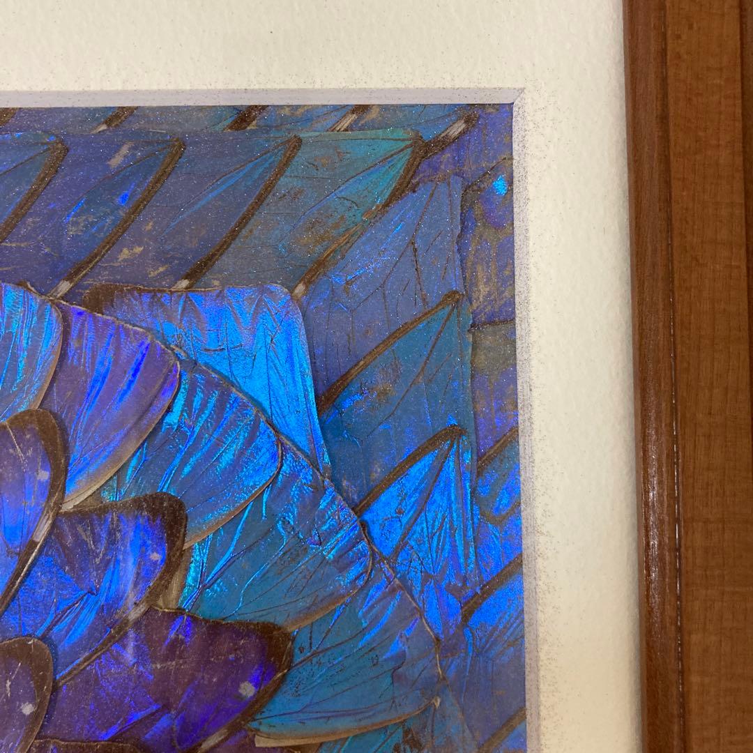 大型 モルフォ蝶 羽アート 標本 珍サイズ 高さ90センチ ビンテージの