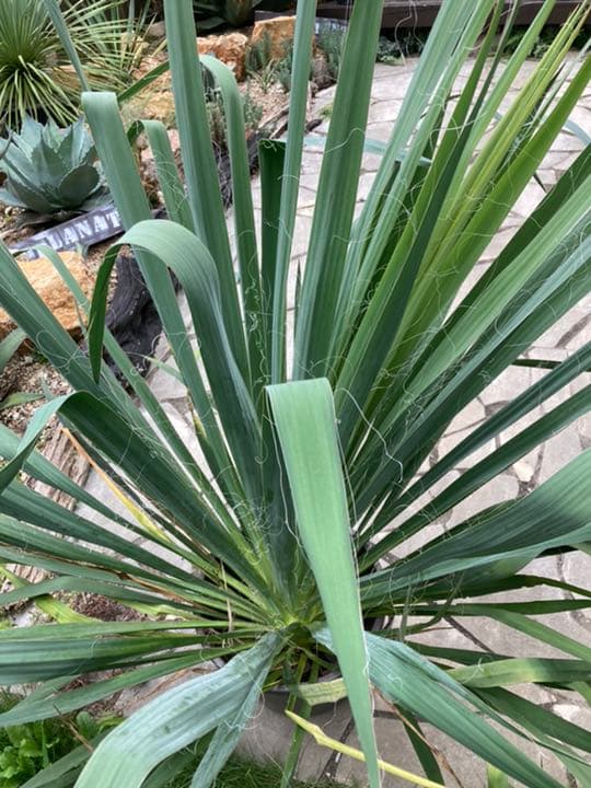 白猫プロジェクトtcg 夜明けを導く者 未開封ボックス パック オンライン