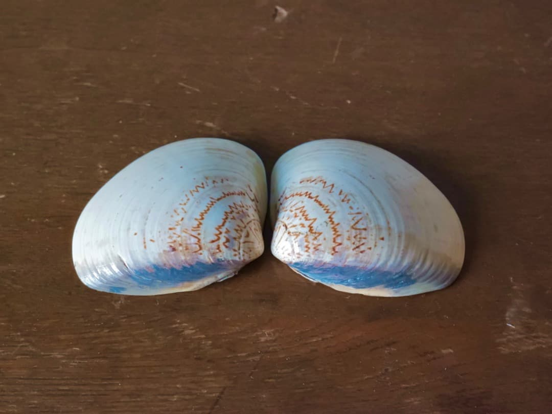 加陽 一瓢斎 源氏貝合せ 鶴色絵 蛤香合 茶道具 香道具 箱付 Q2257