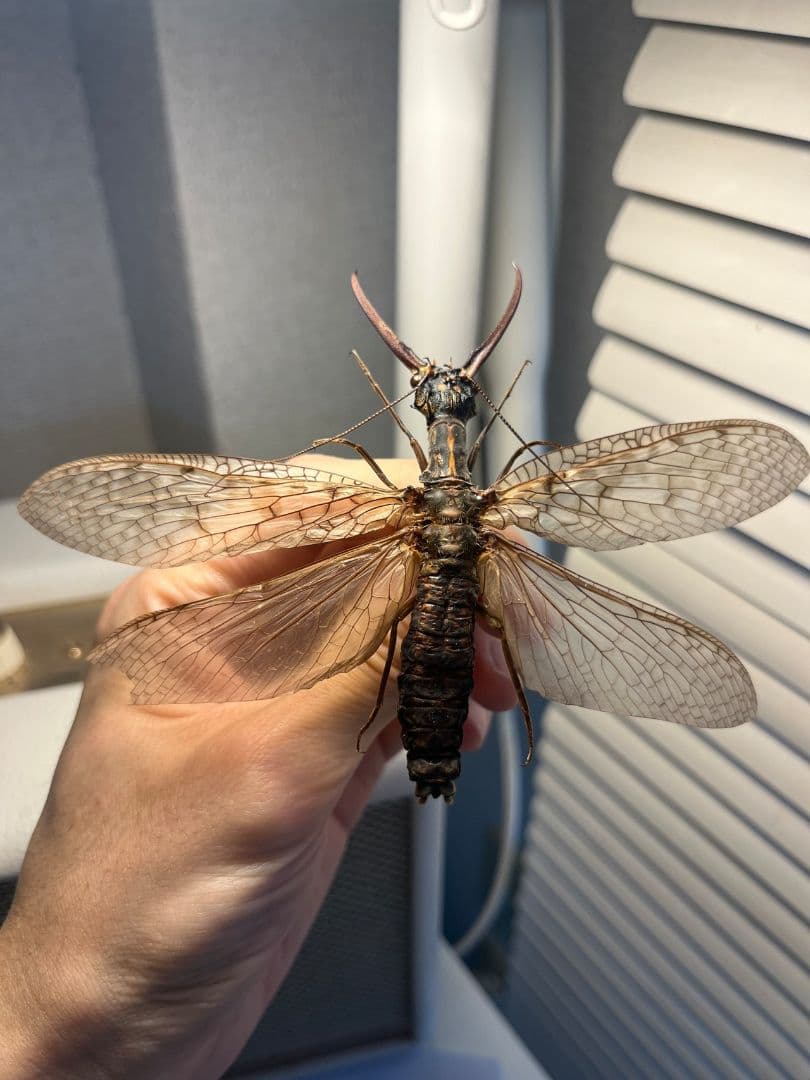 C品】オオキバヘビトンボ オオアゴヘビトンボ 昆虫標本 標本