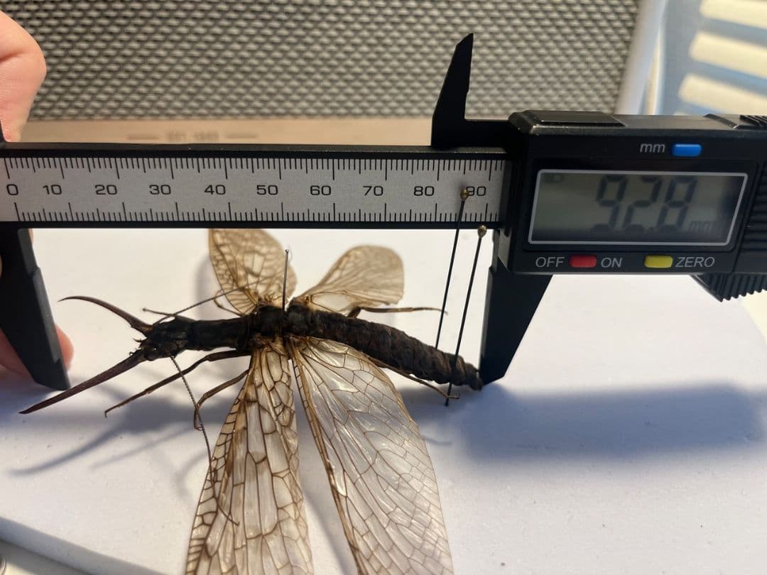 C品】オオキバヘビトンボ オオアゴヘビトンボ 昆虫標本 標本