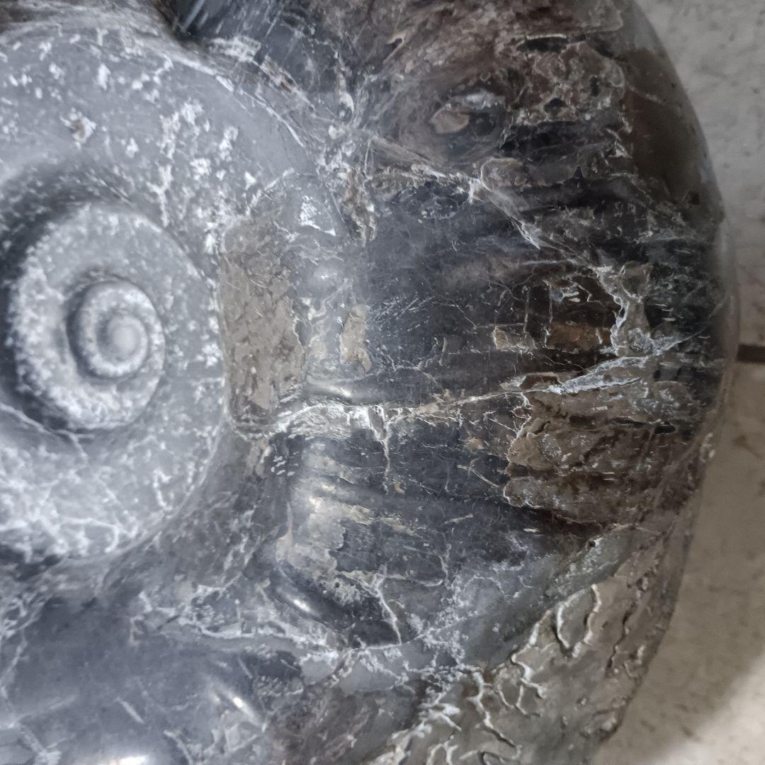 4525）アンモナイトの化石 30kg超え 縫合線 鑑賞石 置物