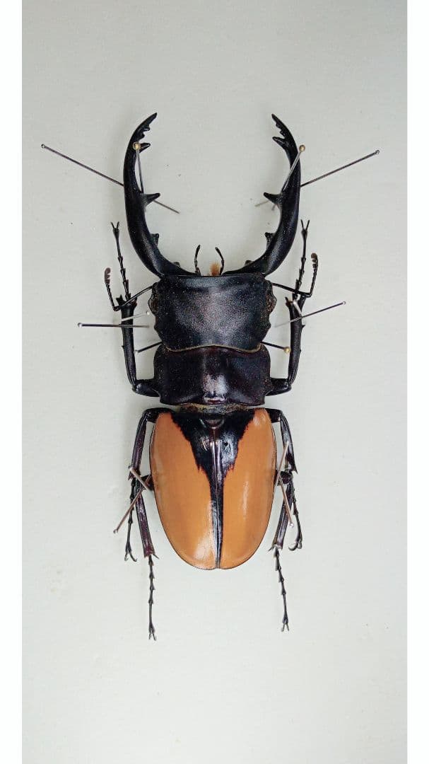 限定品 Goliathus goliatus apicalis 65mm CONGO 【3107557753】