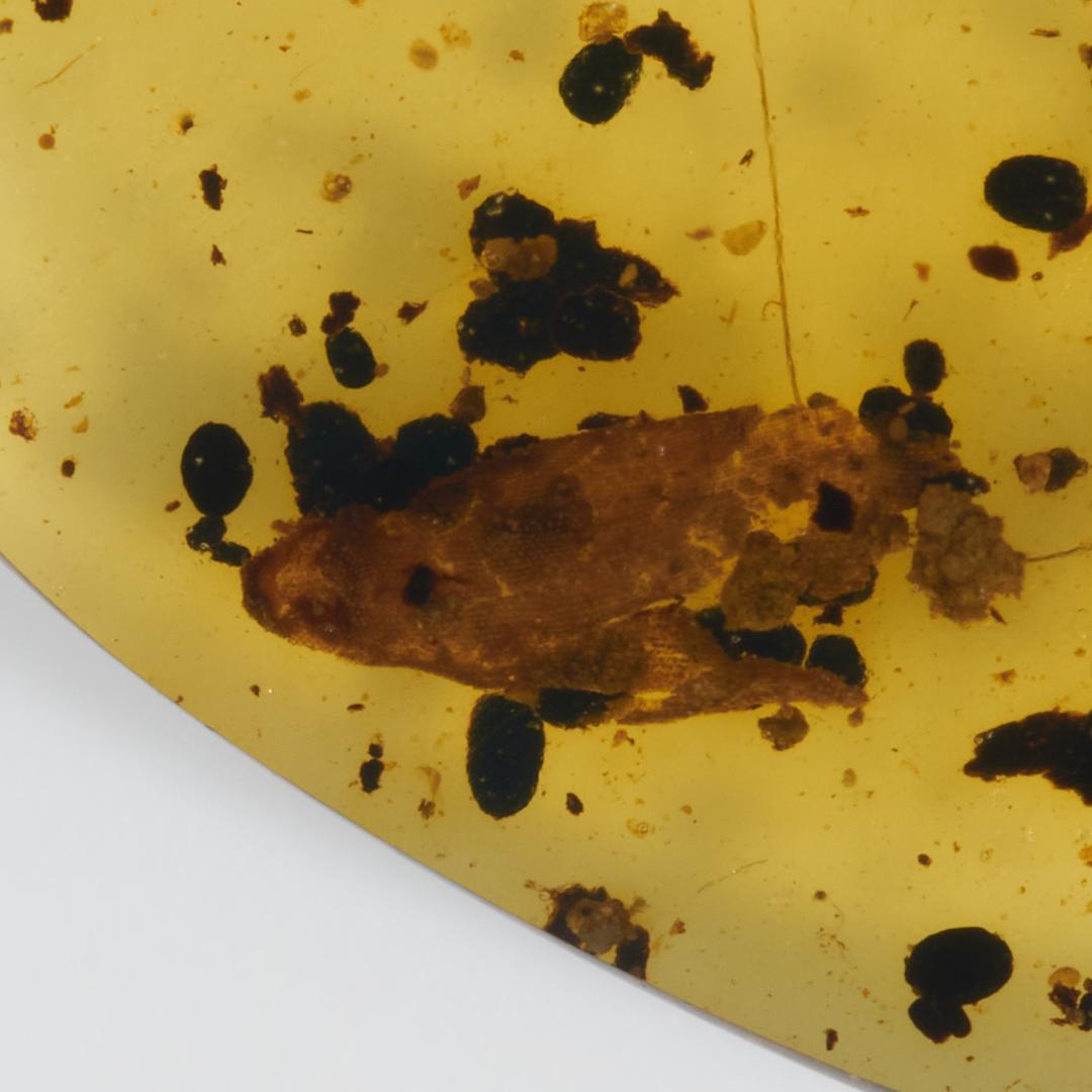 レア極上品 PA107虫入り琥珀化石 ミャンマーカムティかタナイ9900万年