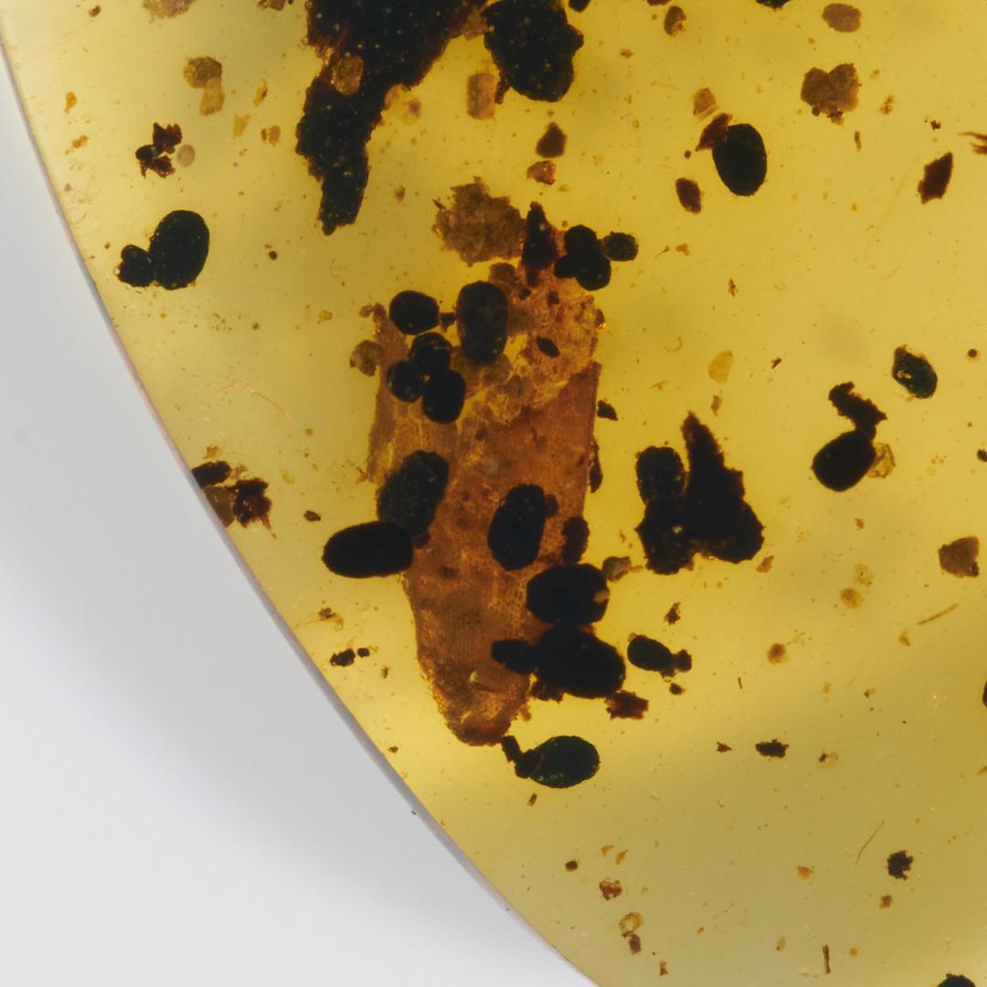 レア極上品 PA107虫入り琥珀化石 ミャンマーカムティかタナイ9900万年