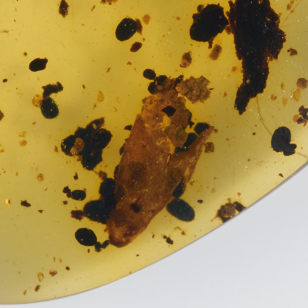 レア極上品 PA107虫入り琥珀化石 ミャンマーカムティかタナイ9900万年