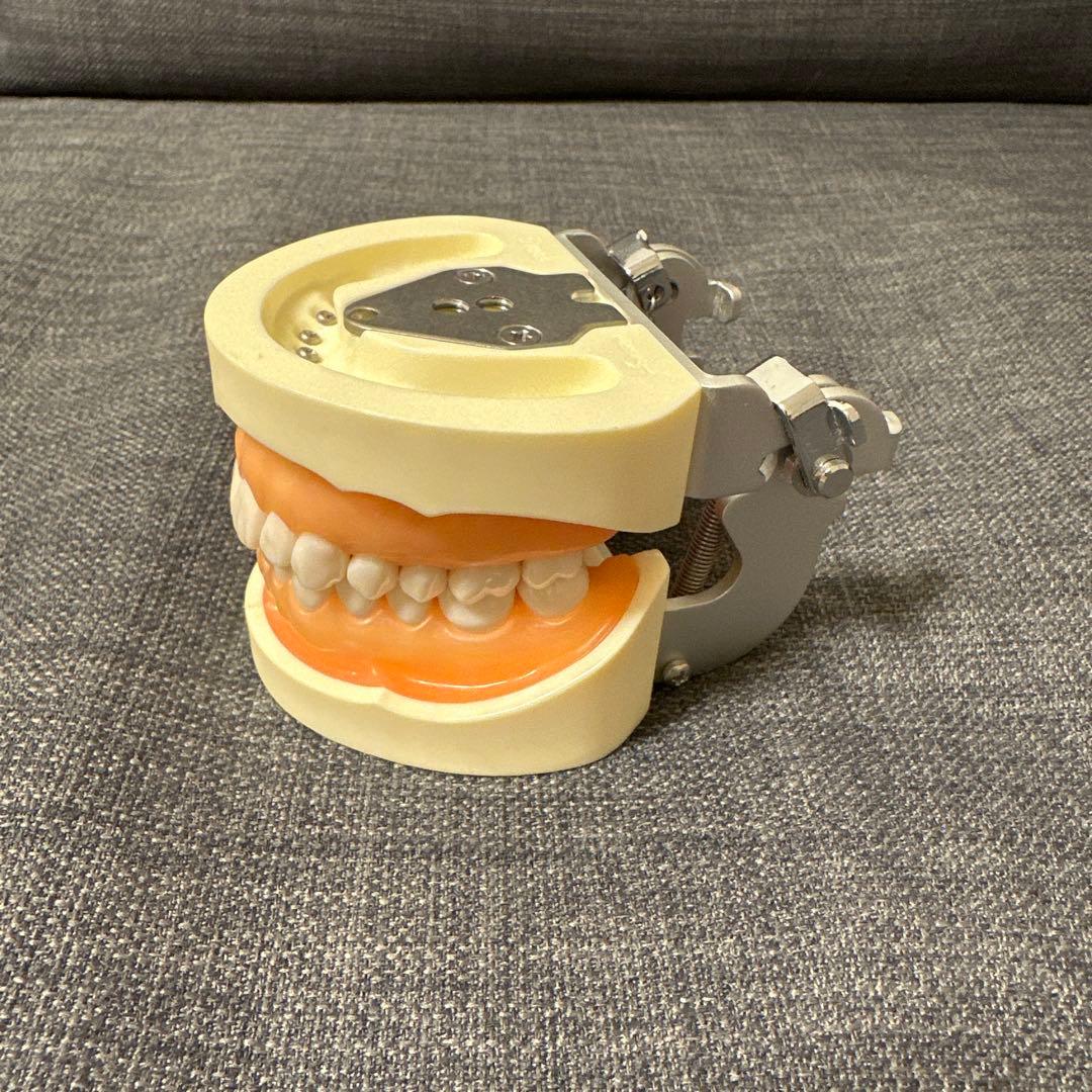 ニッシン　歯科模型　顎模型　歯科衛生士　NISSIN デンタルモデル