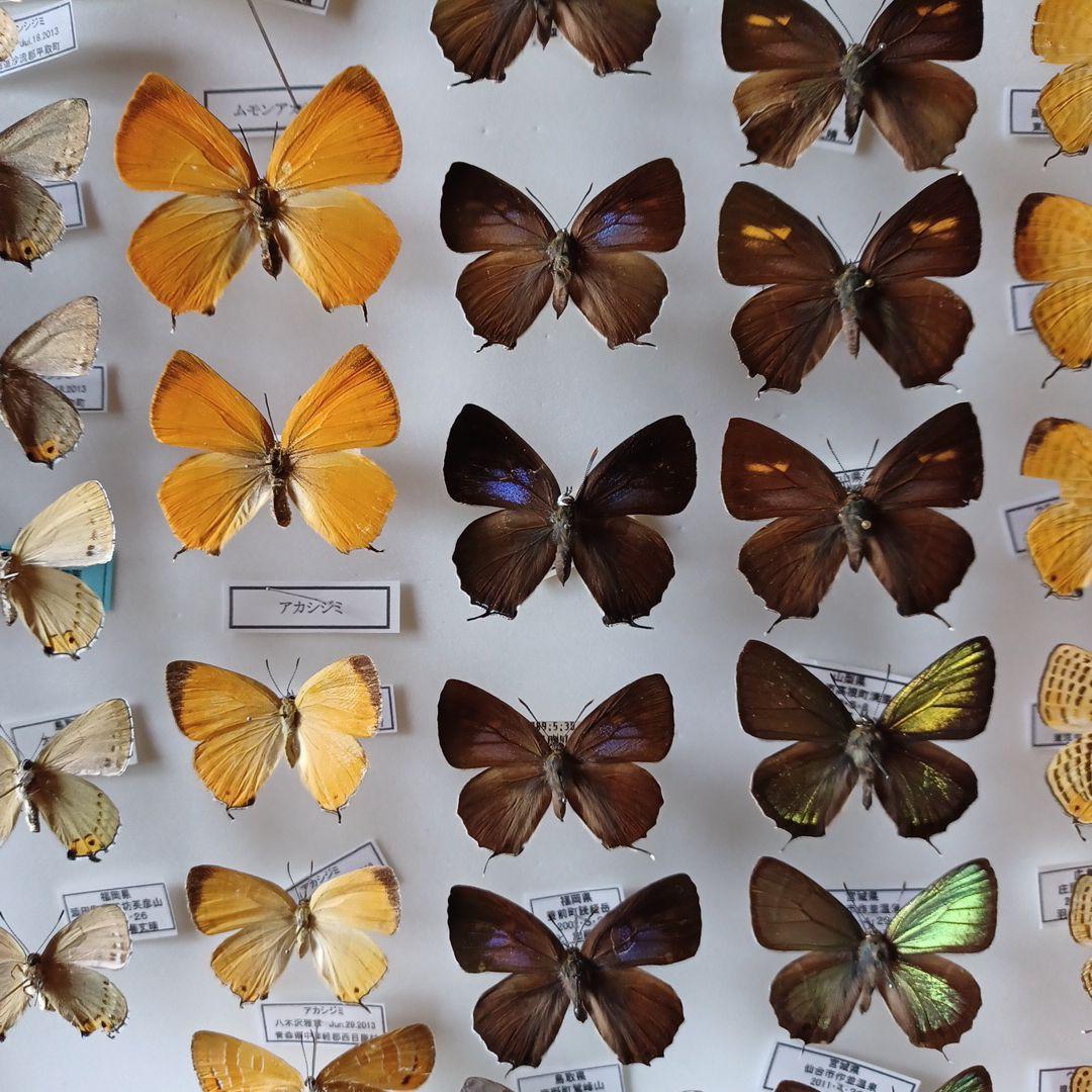 蝶標本 日本ゼフィルス選 20種99頭