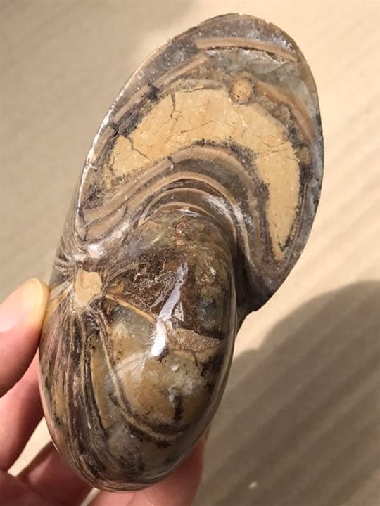 マダガスカル産 オウムガイ化石（ノーチラス・アンモナイト）大サイズ