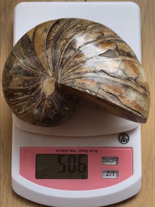 マダガスカル産 オウムガイ化石（ノーチラス・アンモナイト）大サイズ