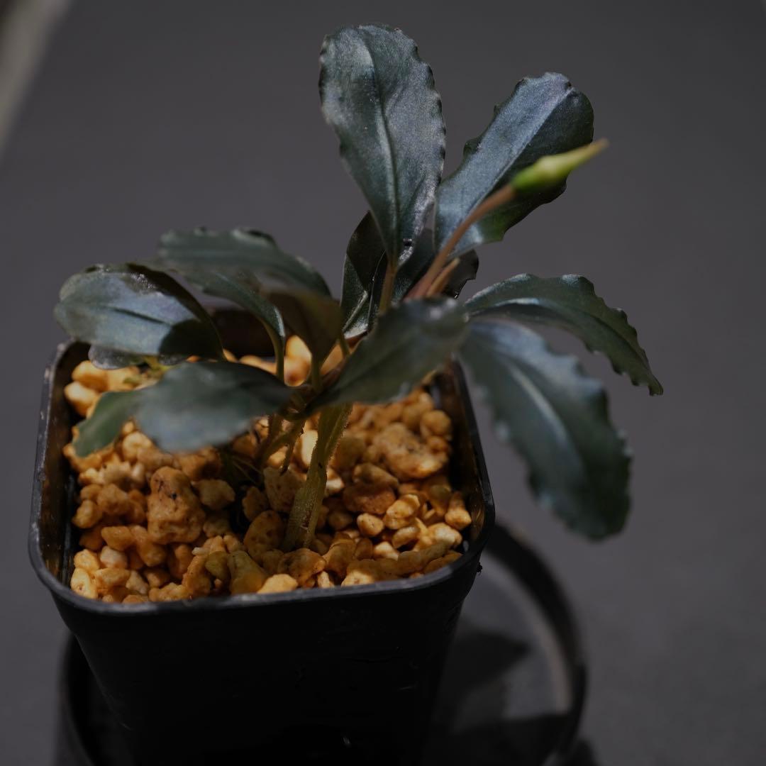 ヤーマンさんBUCEPHALANDRA Nanga Pino SuperBlue