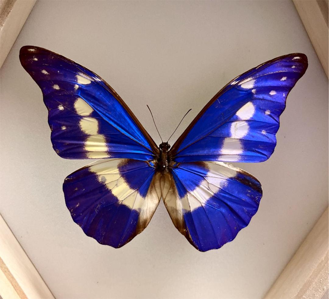 昆虫標本】ヘレナモルフォ 大型個体 六角標本箱入り 蝶