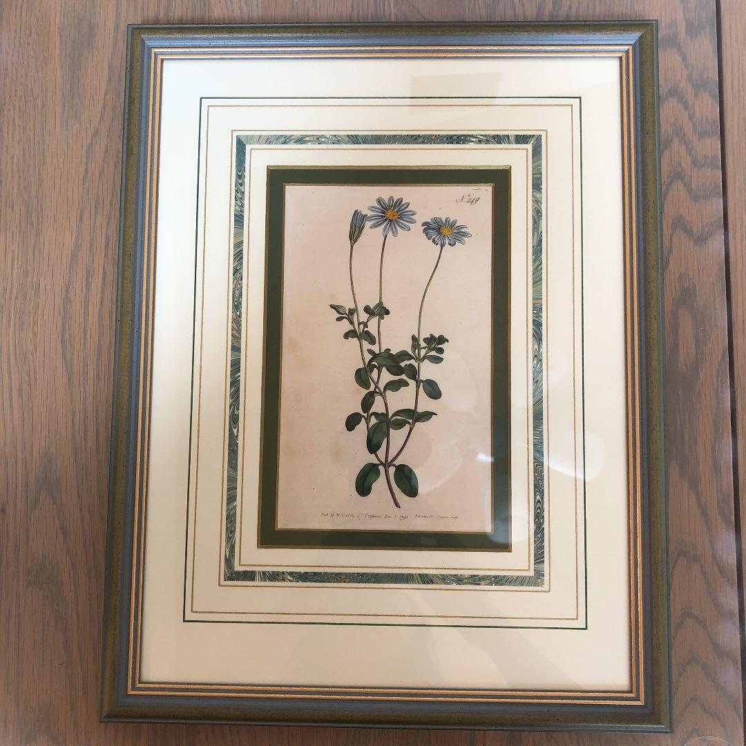 英国 アンティーク 版画 絵画ウィリアム・カーティス「ボタニカル